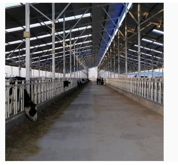 Prefabricated Light Steel Structure Dairy Cow Cattle Farm Shed Cow Shed