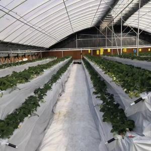 China JX-A00172 Tunnel Greenhouse for Commercial Soilless Culture System of Strawberries on sale