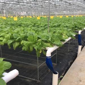 100x50mm Nft Hydroponic Gutter System Rain Pvc Channels Grow System For Lettuce