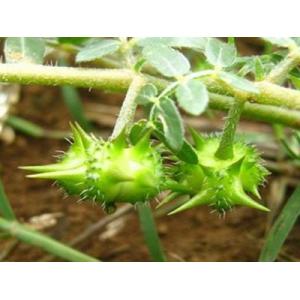 high quality fructus tribulus terrestris p.e Saponins -- Tribulus terrestris L.
