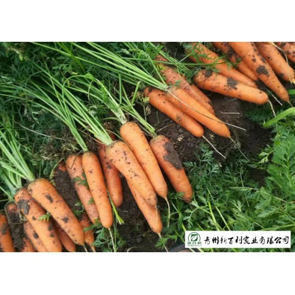 Quality Multipurpose Orange Carrot Contain Hypoglycemic Substances Easy Store wholesale