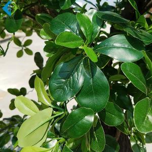 2m Artificial Tree Plant , Decorative Large Ficus Bailey Tree With Wood Trunk