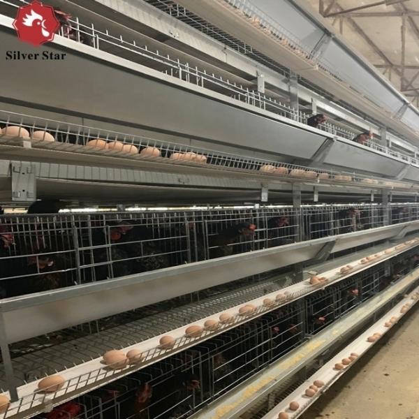 Quality Hot-Dip Galvanized Automatic Chicken Cages For Egg Laying, Battery Cage Farming Equipment With Egg Collection And Disinf wholesale