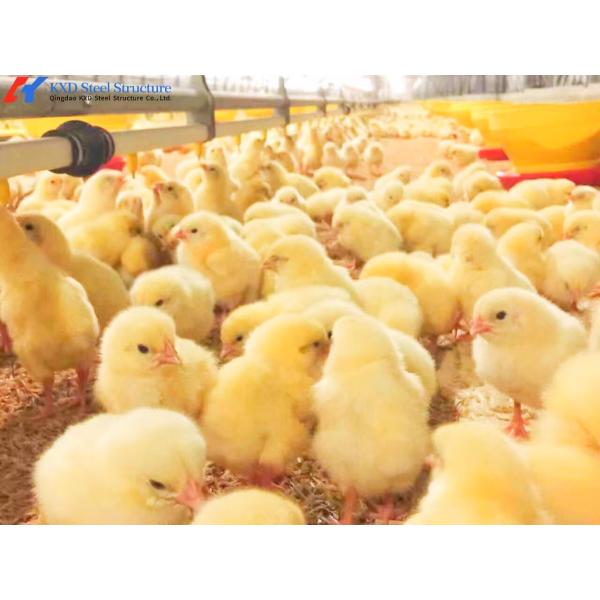 Quality Customized Broiler Chicken Feeding Equipment With Automatic Drinking / Feeding System wholesale