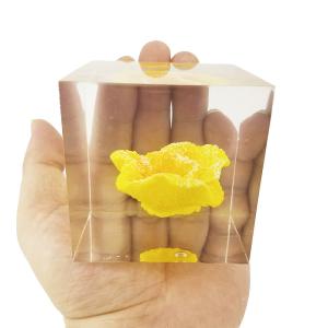 Transparent resin cube brick paperweight with Coral inside