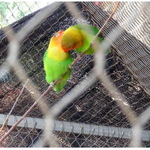 Lightweight Stainless Steel Aviary Mesh Plain Weave Without Toxic Material