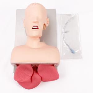 Medical Anatomy Human Airway Training Manikin Model Advanced Trachea Intubation