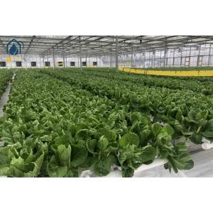 China NFT Hydroponic Gully System For Leafy Greens Cultivation on sale