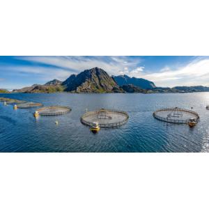 Sodium Soluble Humic Acid 40% Powder / Flake for Aquaculture Feed Additives