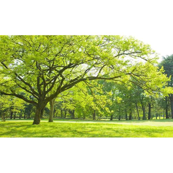 Newscen Biopharm Co., Limited