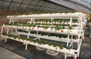 Cheap Transparent Greenhouse Strawberry Production , Anti Fog Plastic Film Greenhouse for sale