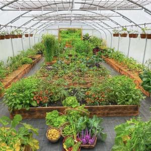 Affordable Shipping Cost for Cocopeat Growing System Tunnel Greenhouse JX-A00161