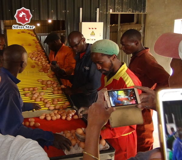 Quality Full Automatic Hot Galvanized Battery Chicken Cage With Egg Collection System wholesale