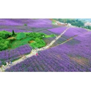 Verbena herb powder, Verbena officinalis Extract, Brown Fine Powder, Antiphlogis