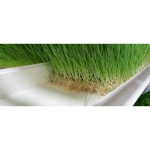 Automatic Vertical Barley Fodder System Grass Forage Hydroponic