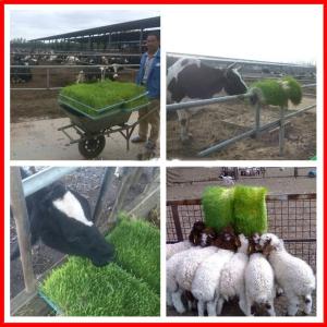 Automatic Barley Hydroponic Fodder Machine Cattle Green Fodder Growing Machine