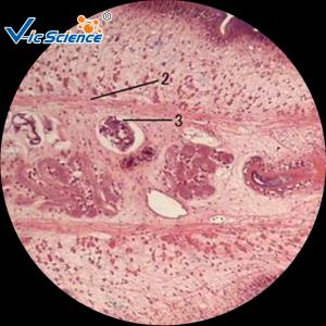 Cheap College Student Parasitology Slides Ready Made Microscope Slides 10 Pcs Of Set for sale