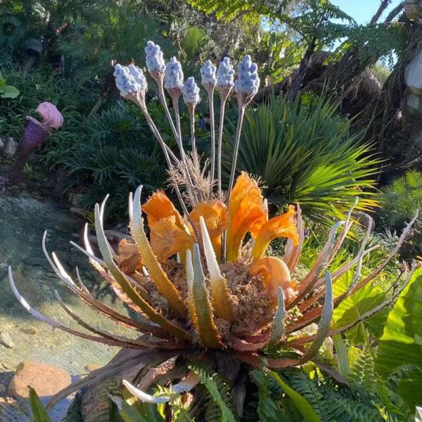 Custom Landing Jewerlry Real Touch Artificial Flowers Exotic Landscaping Plants Colored Decor