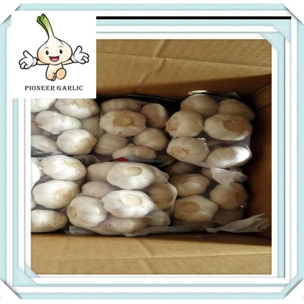 Quality fresh ginger and garlic Professional bulk garlic with great price wholesale