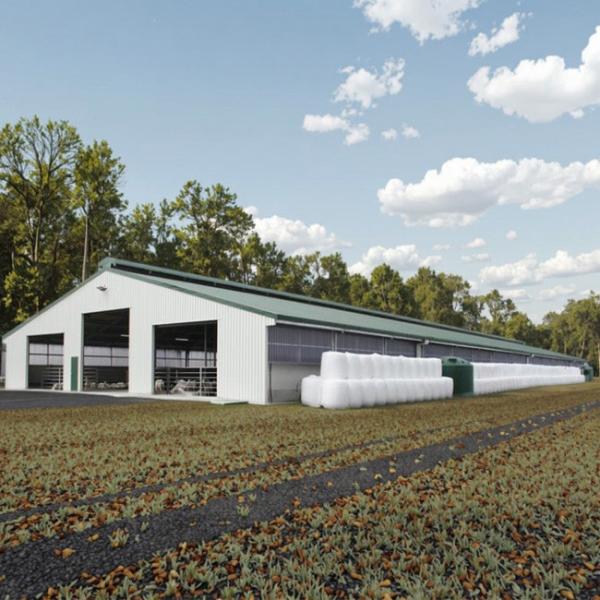 Metal Frame Steel Structure Cow Shed Prefabricated Farm Shed Building