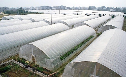Quality Tunnel Polyethylene Film Greenhouse / Plastic Shed Simple Galvanized Steel Frame wholesale