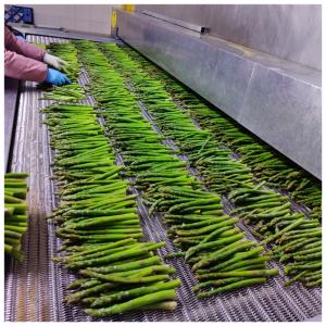 Asparagus Spears Esparragos Espargos Frozen Vegetables IQF Frozen Green