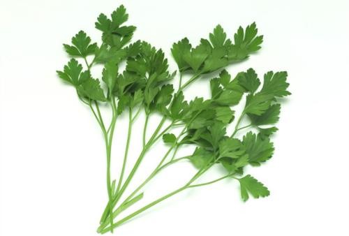 Caraway Extract, Coriandrum sativum Extract, 10:1 TLC, natural Chinese parsley