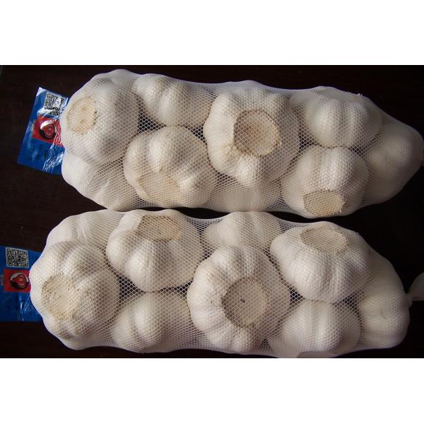 Quality GARLIC wholesale