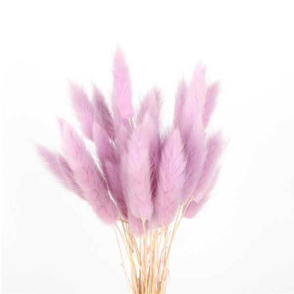 Real Touch Beautiful Dried Flowers Rabbit Tail Grass Preserved Lagurus Ovatus