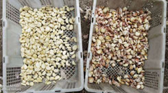 WENYAO Peeled Garlic Separating Machine with high frequency ejectors