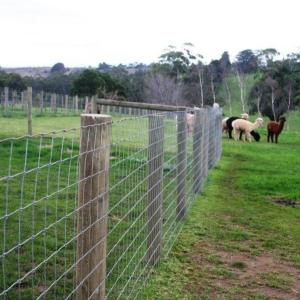 Custom Steel Structure Poultry House with Quick Installation