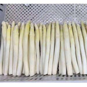 Wholesale IQF Vegetable IQF Frozen White Asparagus Spear From China