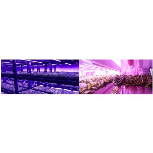 Vertical Farming IP65 Grow Light Bar LED 36W Full Spectrum For Plants