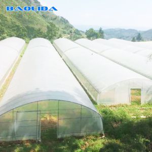 Vegetable Single Span Greenhouse Polycarbonate Sheet Covering