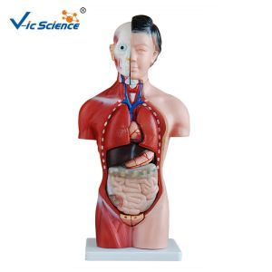 Cheap 42cm Female Human Torso Model 15 Parts Educational Model CE Approved for sale