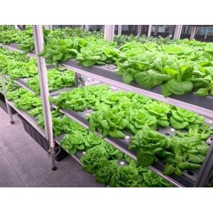 Intelligent Temperature Control Juxiang Leafy Vegetable Container House Heating