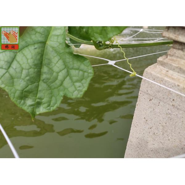 Quality PP Materials Plant Climbing Netting Insect Barrier Netting 3.0M Wide wholesale