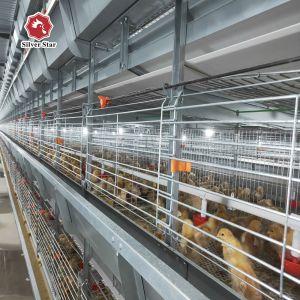 China H Type New Design Automatic Broiler Cage For Chicken Farm on sale