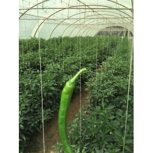 High Breaking Strength Farm Twine With As Per Customer Demand