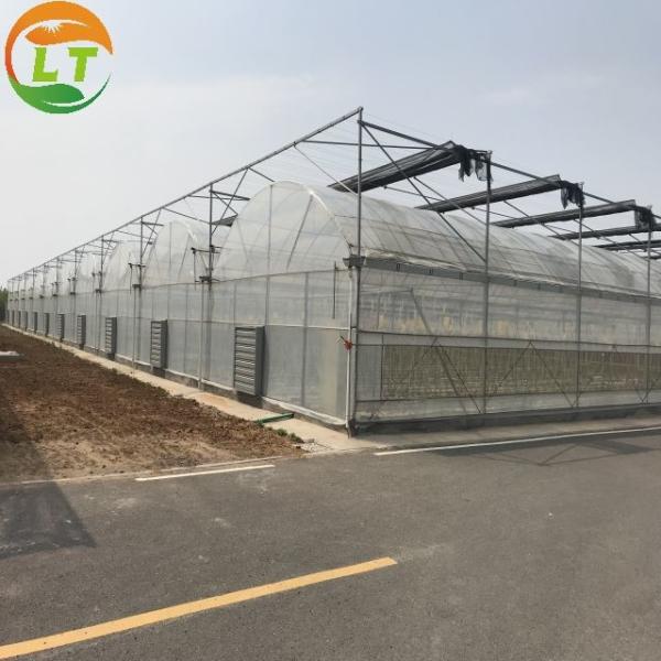 Quality Long Life Multi-Span Film Greenhouse with Electric Control and Cooling Pad Fan System wholesale