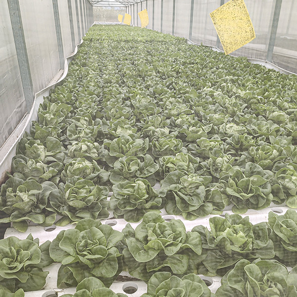 Quality Stable DWC Hydroponics System Fertilizer Saving For Cultivating Green Plants wholesale