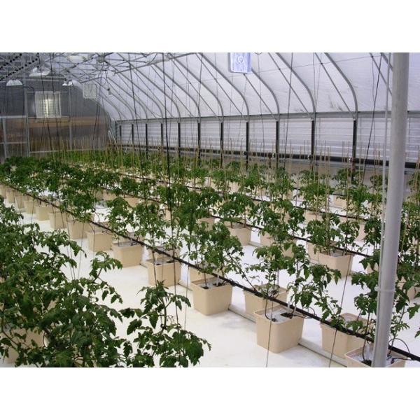 Double Layer Dutch Bucket Commercial Hydroponic Greenhouse For Tomato Planting