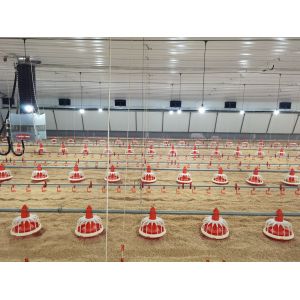 Hot Dip Galvanized Metal Steel Broiler Layer Poultry House With Automatic