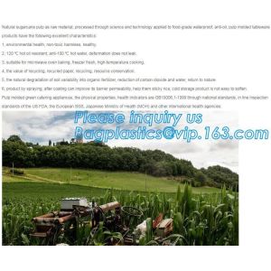 disposable takeaway bento to go box compostable food packaging sugarcane bagasse