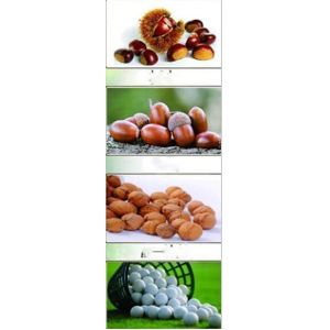 Lightweight FiberGlass Handle Nut Collector for Easy Harvesting