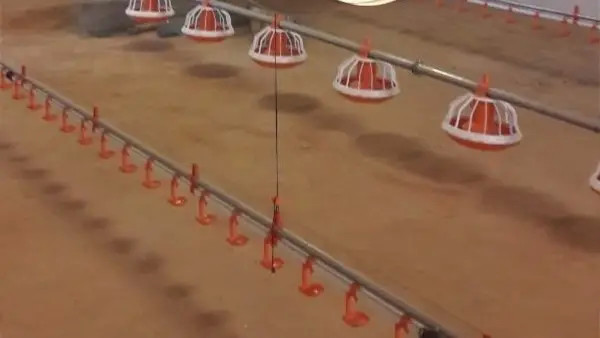 Quality Automated Broiler Pan Feeding System Poultry Chain Feeder wholesale