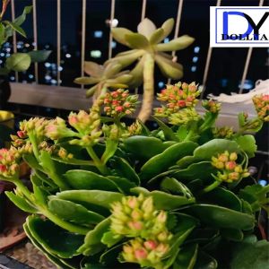 Stainless Steel Window Invisible Grille with Dust-proof and Decoration Features