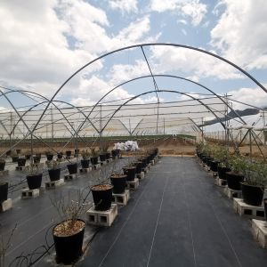 Single Layer Rain Shelter Greenhouse with Small Spire Top or Round Top for Grape