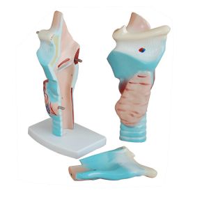 Anatomical Pvc Simulation Magnified 3pcs Human Larynx Model