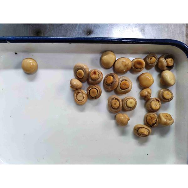 Quality Sliced Tin Canned Champignon Mushroom with Water wholesale